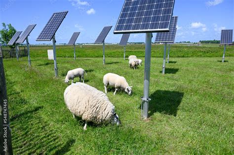 Solar Energy Farm Sheep Grazing Green Grass Near Solar Panels Solar Cell Plant Producing