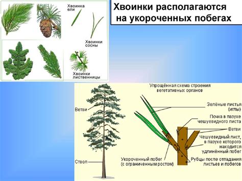Ананас это голосеменное растение или покрытосеменное - фото