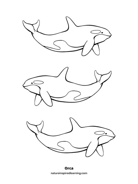 Coloring Pages Orca