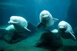 Facts about Beluga Whales - Fact Bud