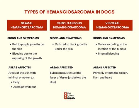 Hemangiosarcoma in Dogs: Types & Treatment [+Vet Insights]