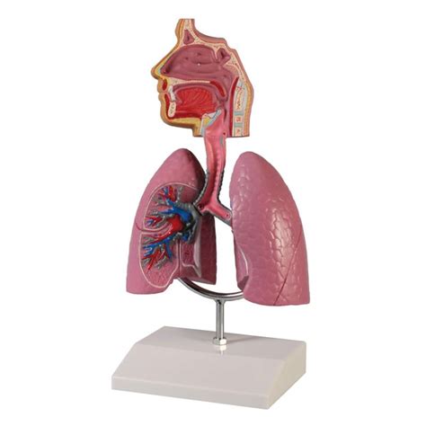 Human Respiratory System Model Health And Care