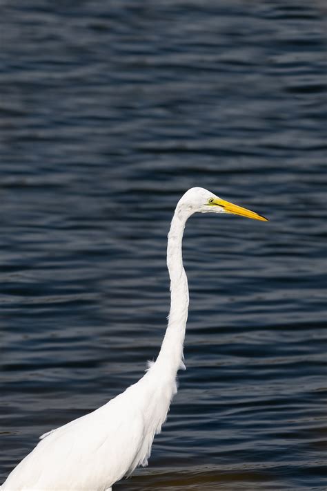 Great Egret Bird Large - Free photo on Pixabay - Pixabay