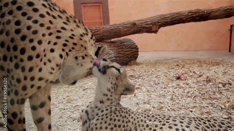 Two Cheetah Kiss Cheetahs Licking Each Other Stock Video Adobe Stock