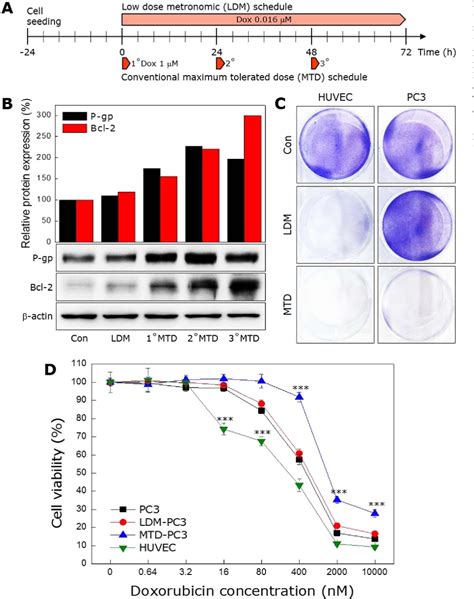 Figure 2 From Synergistic Antitumor Effects Of Combination Treatment