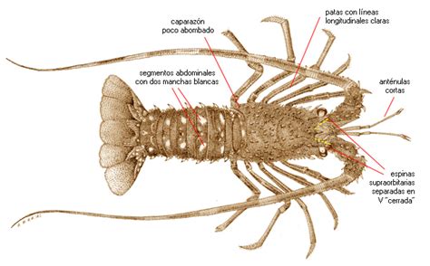 Especies Marinas De Interes Bromatologico Palinurus Elephas Fabricius