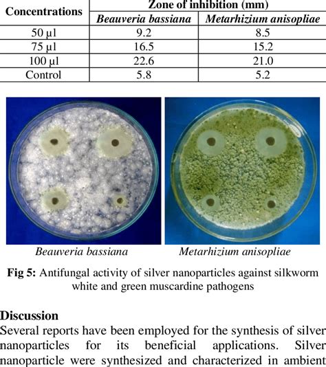 Antifungal Activity Of Red Seaweed Mediated Silver Nanoparticles