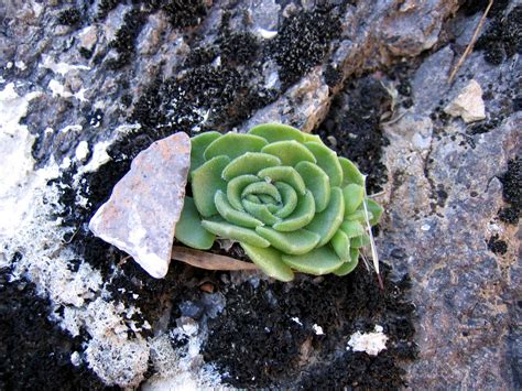 Каменная роза на кладбище (68 фото)