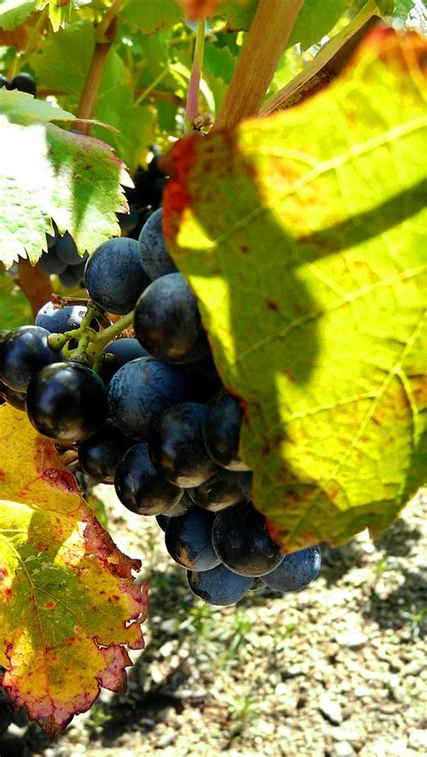 Futur Vin De Schistes Les Vendanges Battent Leur Plein Ic Flickr