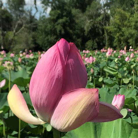 Court victory by defending from within - Fairfax criminal lawyer's approach