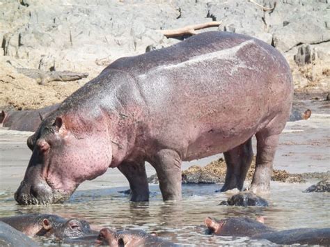 Hippopotamus Facts, Hippo Sweat, and a Natural Sunscreen - Owlcation