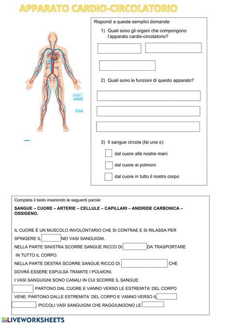 Esercizi Apparato Cardiocircolatorio Worksheet School Subjects