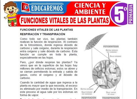 Funciones Vitales De Las Plantas Para Quinto De Primaria Fichas