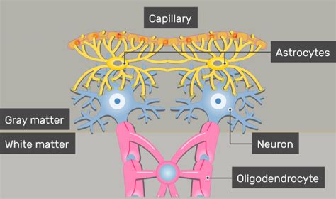 Astrocytes Location Structure And Function Getbodysmart