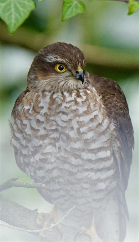 Sperber Accipiter Nisus Sperber Accipiter Nisus C Na Flickr