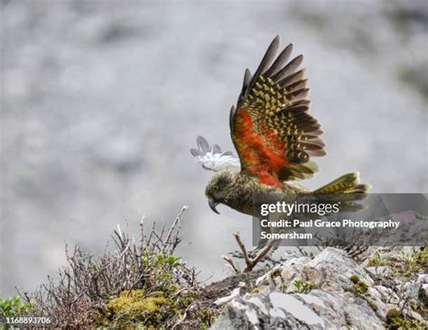 New Zealand Endangered Species Photos and Premium High Res Pictures ...