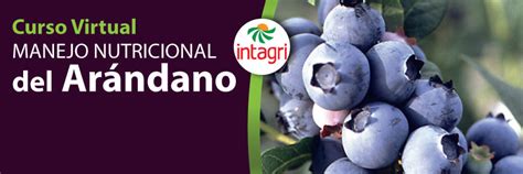 Curso Virtual Manejo Nutricional Del Ar Ndano Inicio Intagri S C