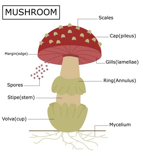 Mushroom Labeled