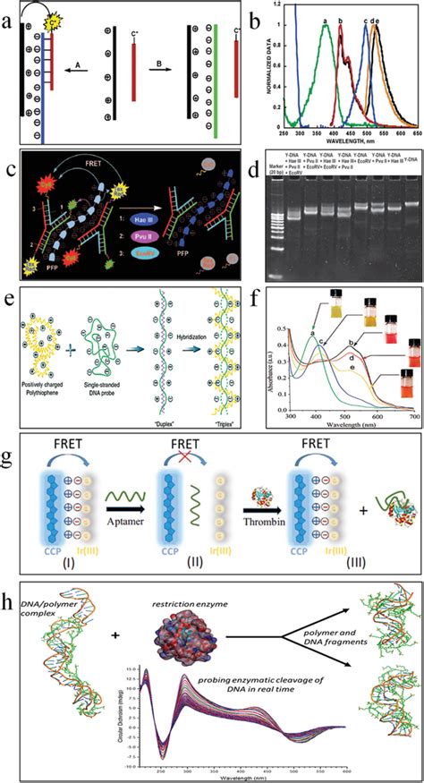 Polymer Dna Hybrid Based Biosensing Executed In Solution A Schematic