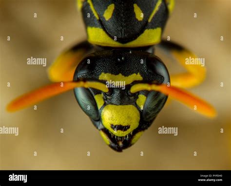 Insect macro photography Stock Photo - Alamy