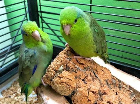 Cage Setup for Parrotlets - Parrotlet-Blog