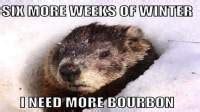 Punxsutawney phil Memes