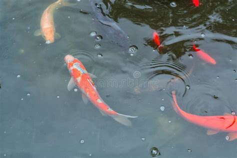 Koi Fish Swimming In The Pond Stock Image Image Of Area Formal 91651443