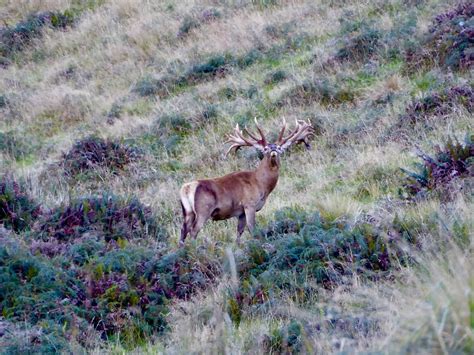 Red Stag · New Zealand Safaris