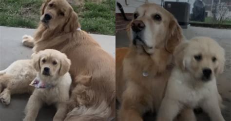 Due Golden Retriever accolgono un cucciolo nel modo più dolce possibile