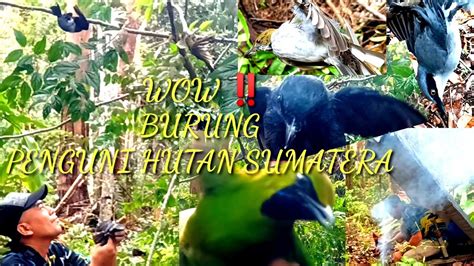 SENSASI MIKAT BURUNG DI HUTAN WOW BURUNG LANGKA DAN BURUNG BERHARGA