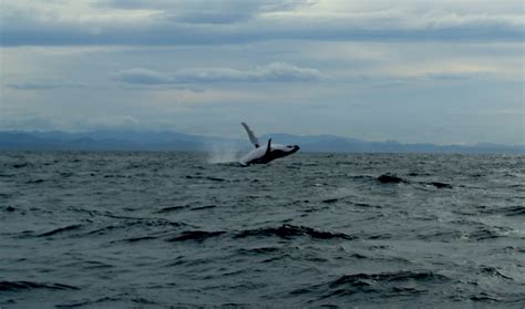 Byron Bay Whale Watching Charters and Tours : Humpback Whale Watching