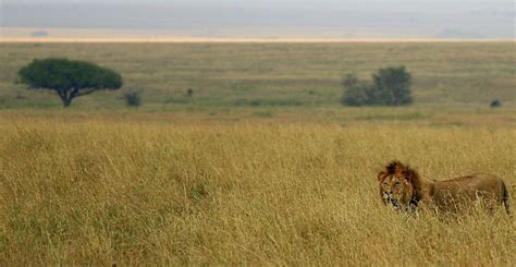 African Savanna Dry Season - Pets Lovers