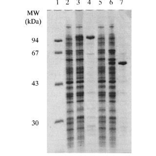 Expression And Puri Cation Of Histagged Xif And Xif In E Coli Lane