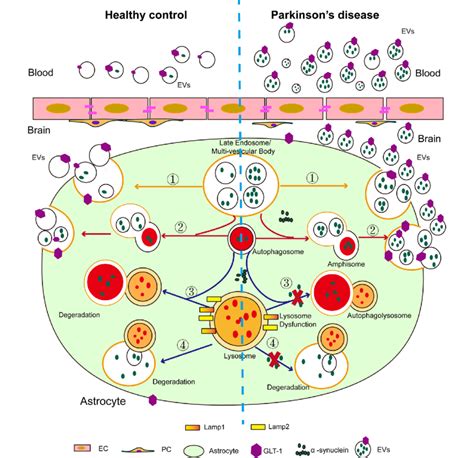 A Schematic Image Showing Syn Carrying Astrocyte Derived Evs Aevs