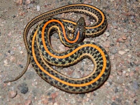 Plains Garter Snake (Thamnophis radix) is a species of garter snake ...