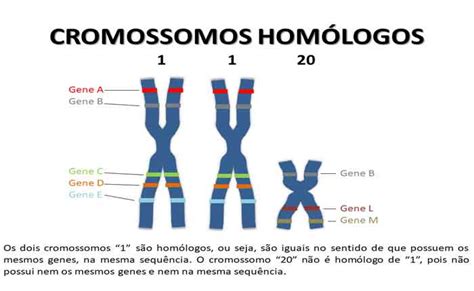 O Que S O Cromossomos Hom Logos Fun O Defini O