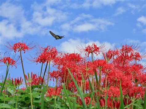 [最も人気のある！] 9 月 の 花 とい えば 227863 9月の花といえば Jozpictsihmjh