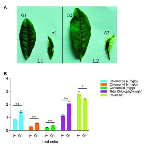 Morpho Physiological Description Of C Sinensis A A Visual Download Scientific Diagram