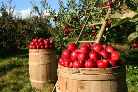 4 Favorite Apple Orchards Near Asheville Nc