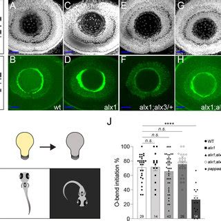 Alx And Alx Functions Are Dispensable For Retinal Ganglion Cell