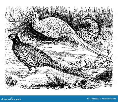 Pheasants Cartoons Illustrations Vector Stock Images 142 Pictures