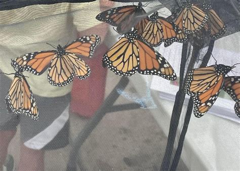 Valeska Hinton Students Raise And Release 600 Monarch Butterflies