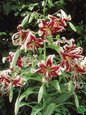 Лилия Лесли Вудриф Фото И Описание – Telegraph