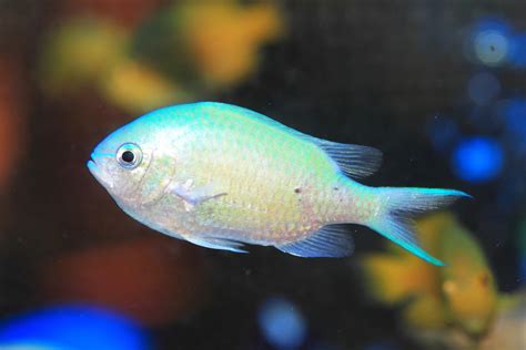 23 Best Saltwater Aquarium Fish (Species Guide for Beginners)