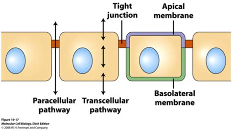 Epithelia Anatomy 1 Flashcards Quizlet