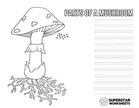 Mushroom Life Cycle Worksheets - Superstar Worksheets