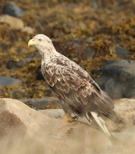 Juvenile White Tailed Sea Eagle By Mikekay Ephotozine