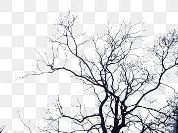 Leafless Tree