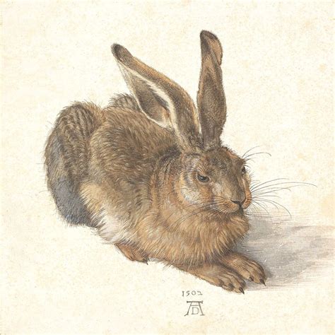 Albrecht Dürer: Young Hare, 1502