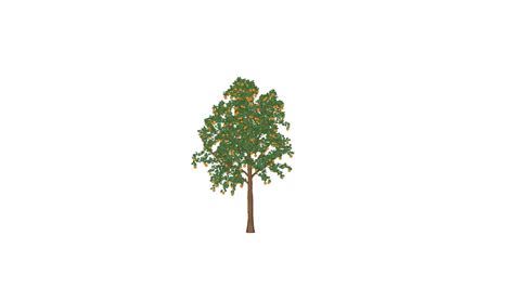 Tree 3d Warehouse Online Factory Vsyamebel Shop